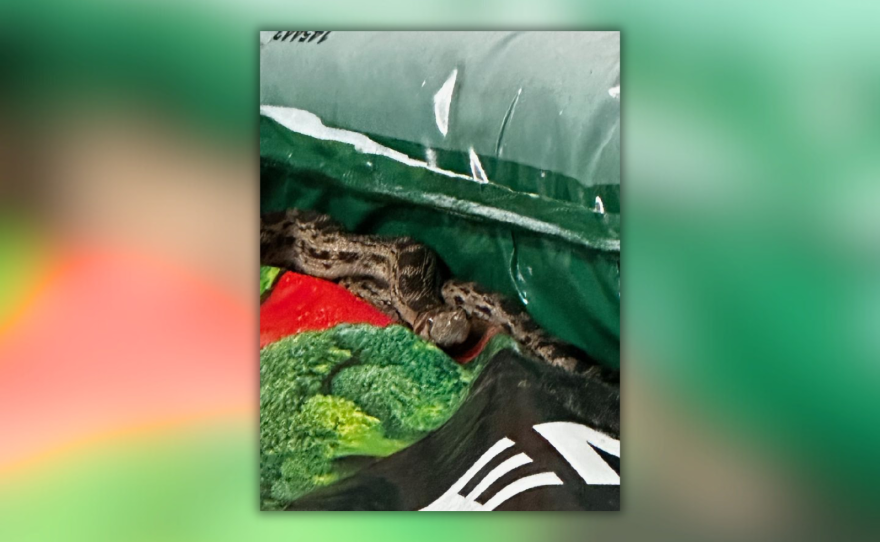 A picture of the snake discovered in a shipping container. Photo was taken by an employee who wishes to remain anonymous.