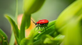 Bright red scarlet lily beetle on a defoliated leaf 