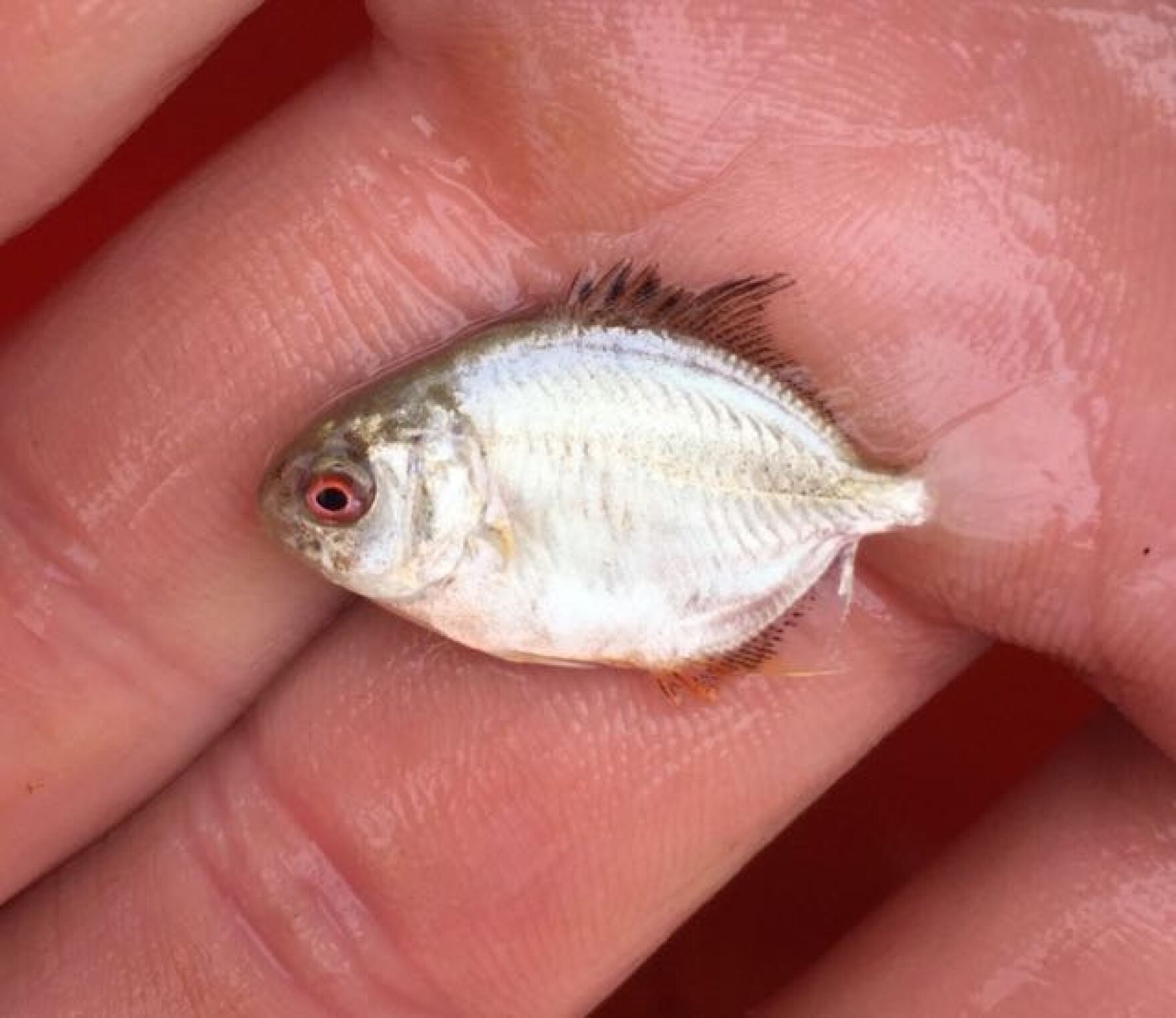 Tropical Fish in Cape Cod Waters "The More You Look, the More You See." CAI