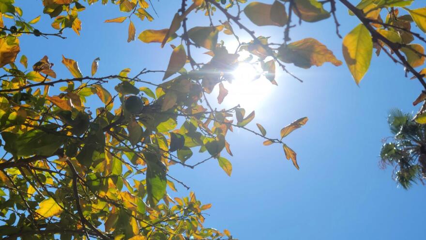 Yellowed leaves silhouetted in the sun.