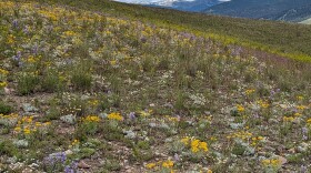 Missoula Phlox