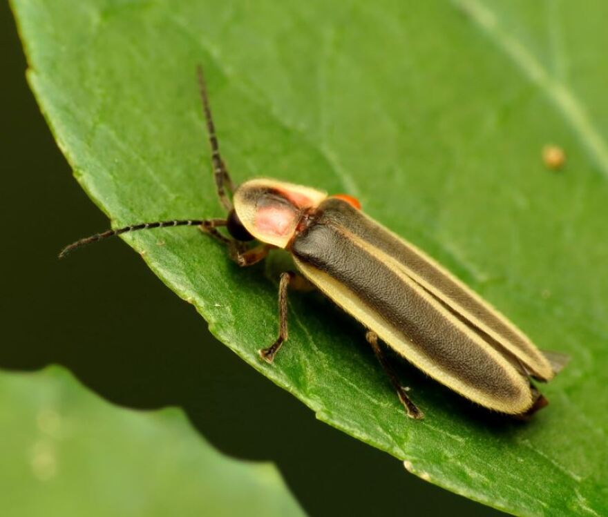Firefly