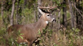 An often-fatal disease for deer called EHD impacted nearly 500 deer in Indiana last year.