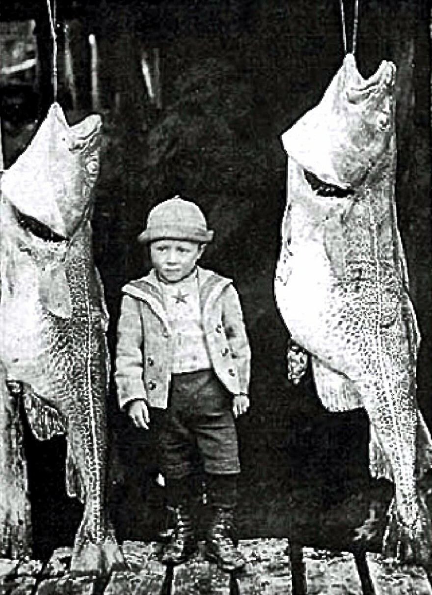 A young boy stands between two 'blowers,' giant northern cod, in the iconic photo by Newfoundland photographer Robert Holloway taken in Battle Harbour, Labrador, in 1901.