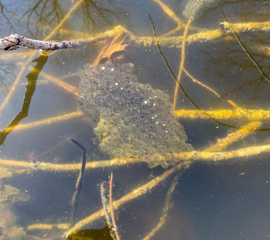 A cluster of frog eggs.