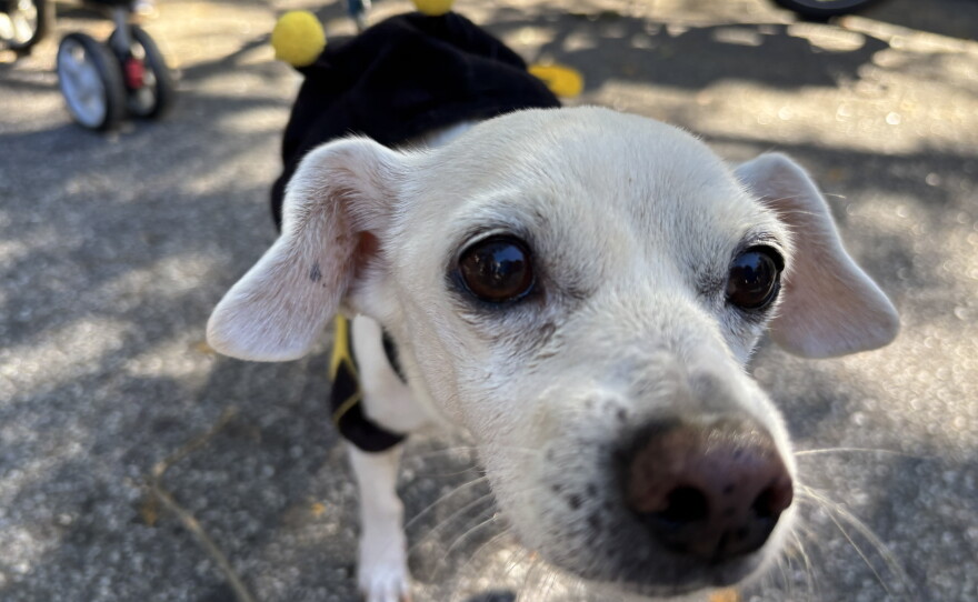 Photos from Porchfest 2026 and Boo-Le-Bark