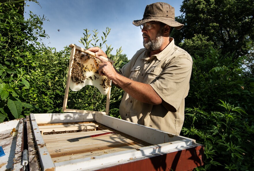 put tobacco on a bee sting song Arkansas Doctors Highlight Dangers After Texas Swarm Hospitalizations Deltaplex News This is a beautiful, well-executed