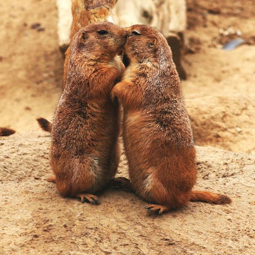 prairie-dogs-kissing