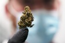 Jake Crisco, general manager of the Green Leaf Medical Cannibis facility holds a mature bud of marijuana at the company's plant in Richmond, Va., June 17, 2021.