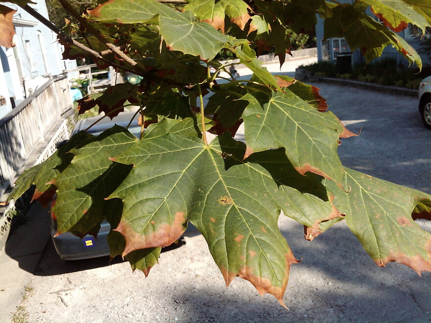 A stressed maple tree in Ann Arbor.