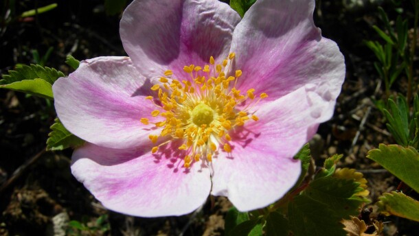 Wild prairie rose on Upper Souris National Wildlife Refuge in North Dakota. The wild prairie rose is the state flower of North Dakota.
