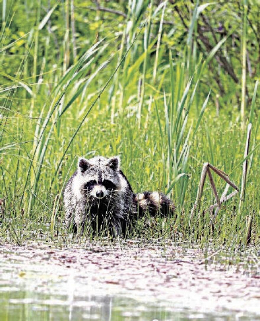 Racoon