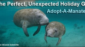 Adopt-A-Manatee