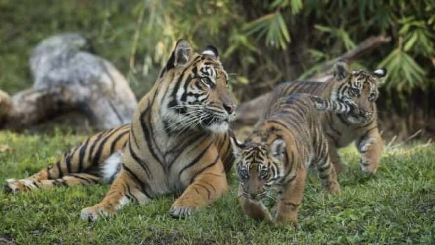 Photo courtesy of Disney Parks Blog.