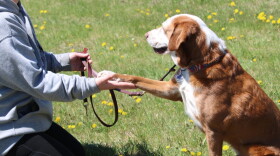 A dog trains with Patriot Assistance Dogs in Detroit Lakes, Minnesota, as it prepares to become a psychiatric service dog for a U.S. military veteran.