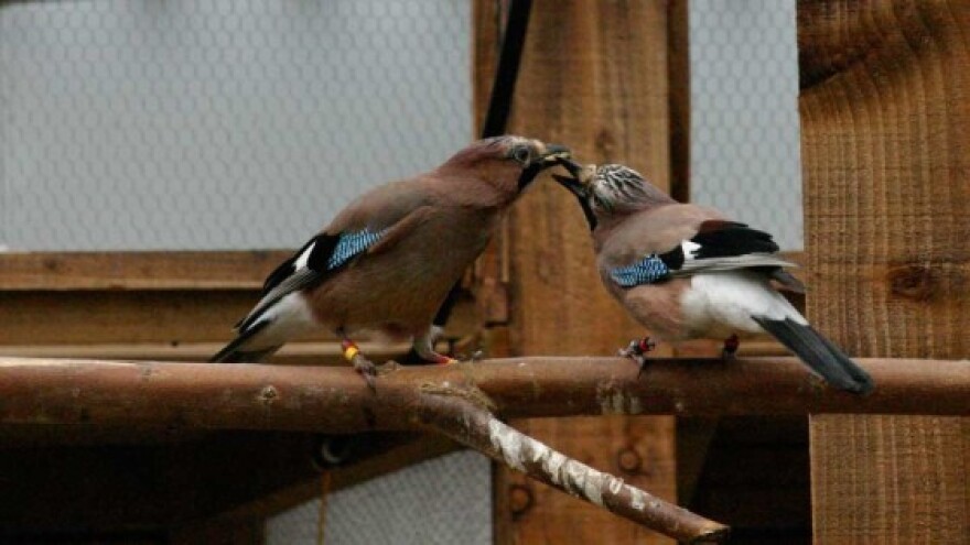 A eurasian jay gives its mate a food gift.