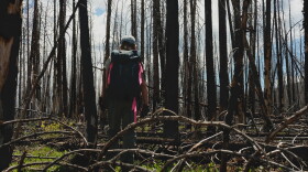 USFS employee Sarah Pearson hikes over fallen, charred trees to the site where contractors are planting seedlings.