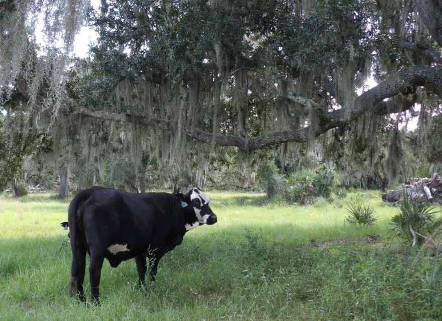 Newt Keen has almost 300 head of cattle in his DeSoto County herd.