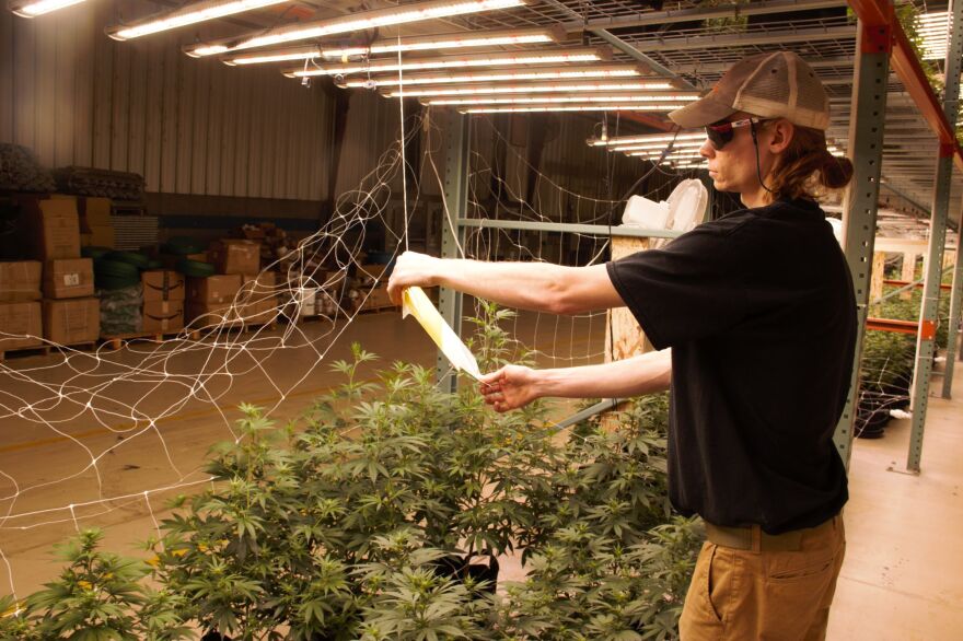 Photo of man looking at paper under lights next to hemp plants.