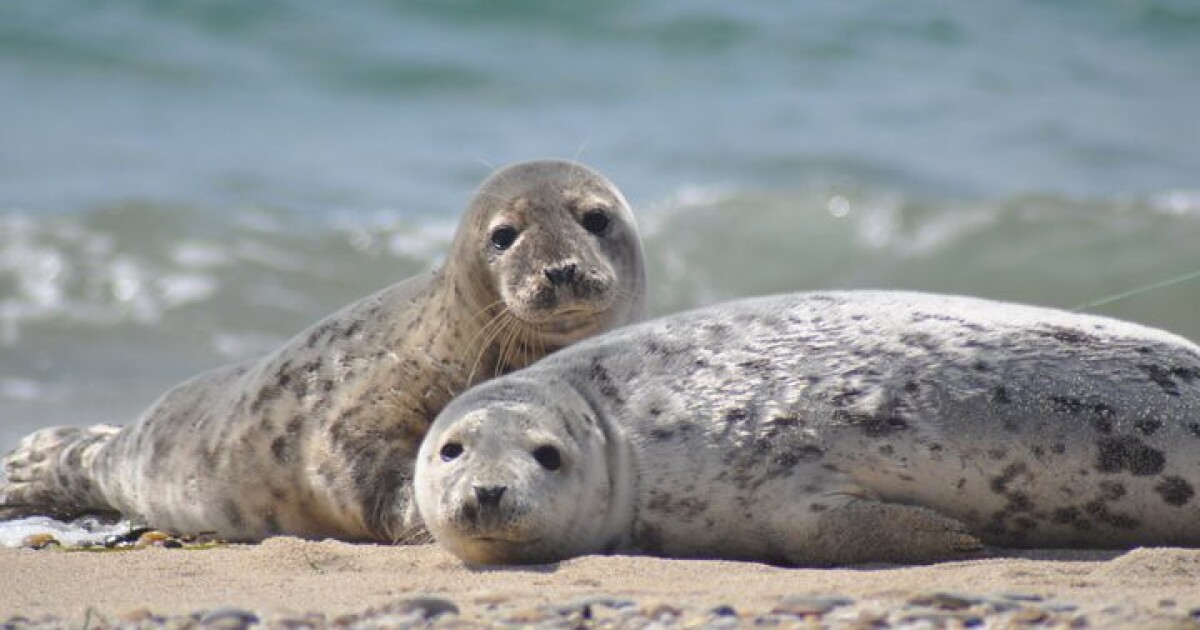 Checking the safety of tidal power