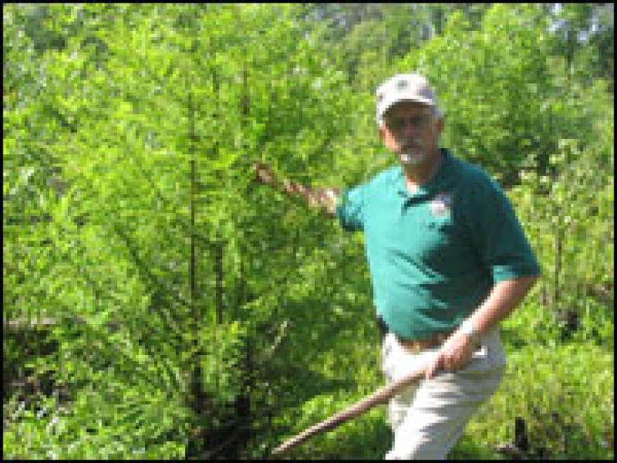 Louisiana forester Paul Frey points out a cypress sapling on property where cypress timbering was halted a year ago to show that cypress trees can regenerate after logging.