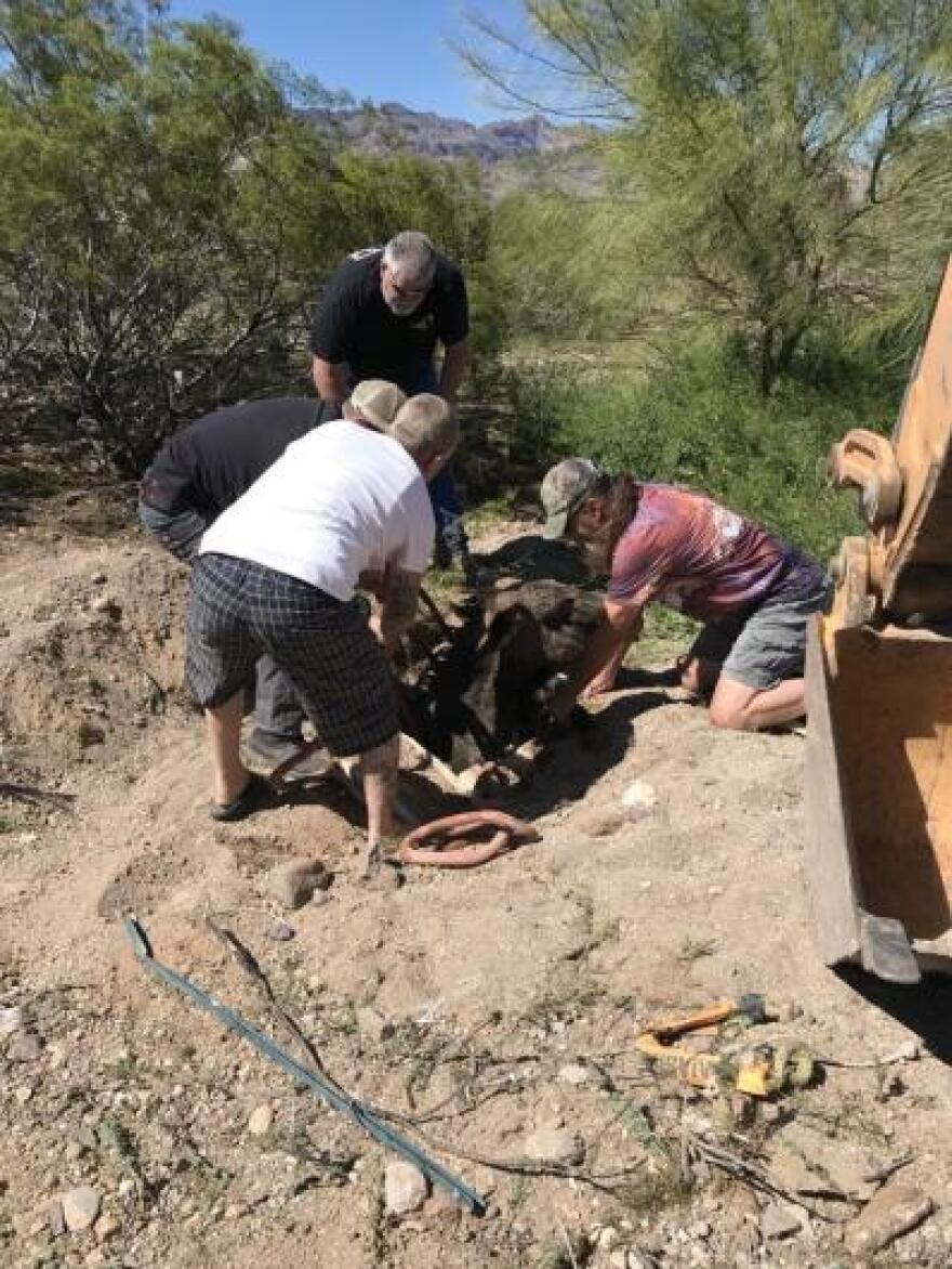 Multiple people and straps lift a wild burro out of a hole in the dirt