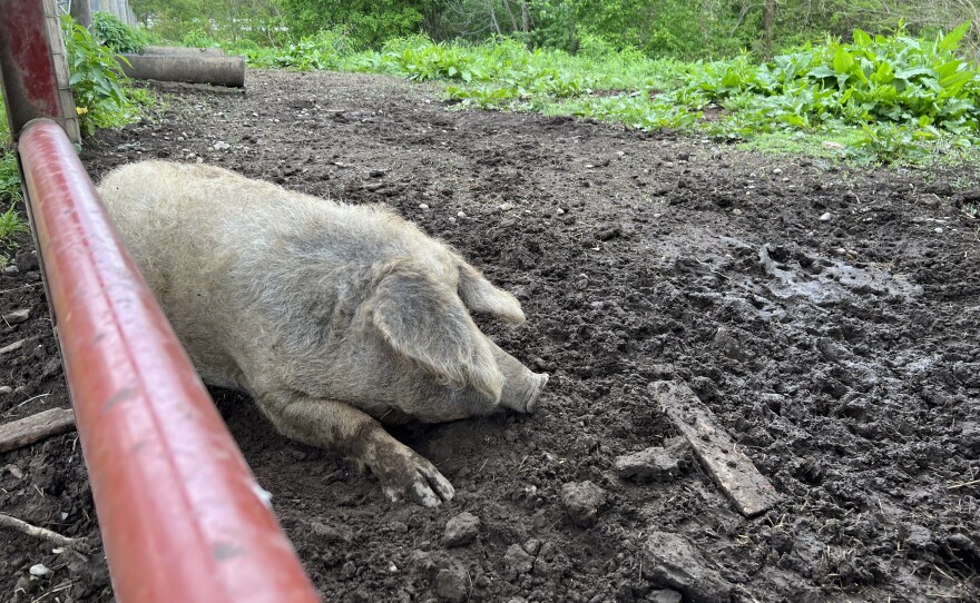 A Mangalitsa pig lies down in the mud.