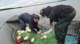 Fritz Charles’ family picks a chinook salmon from the net.