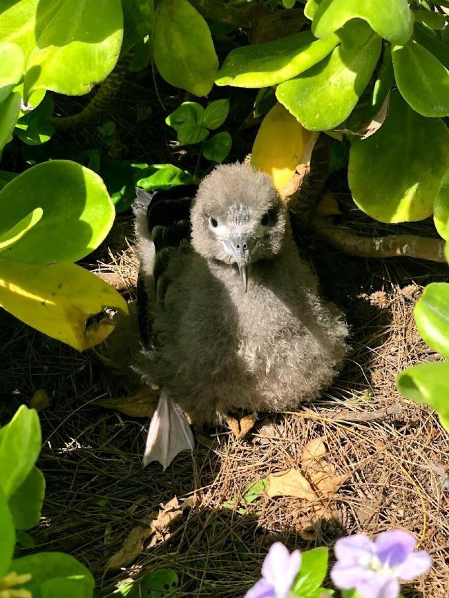 ʻUaʻu kani at Kailua Beach Park.