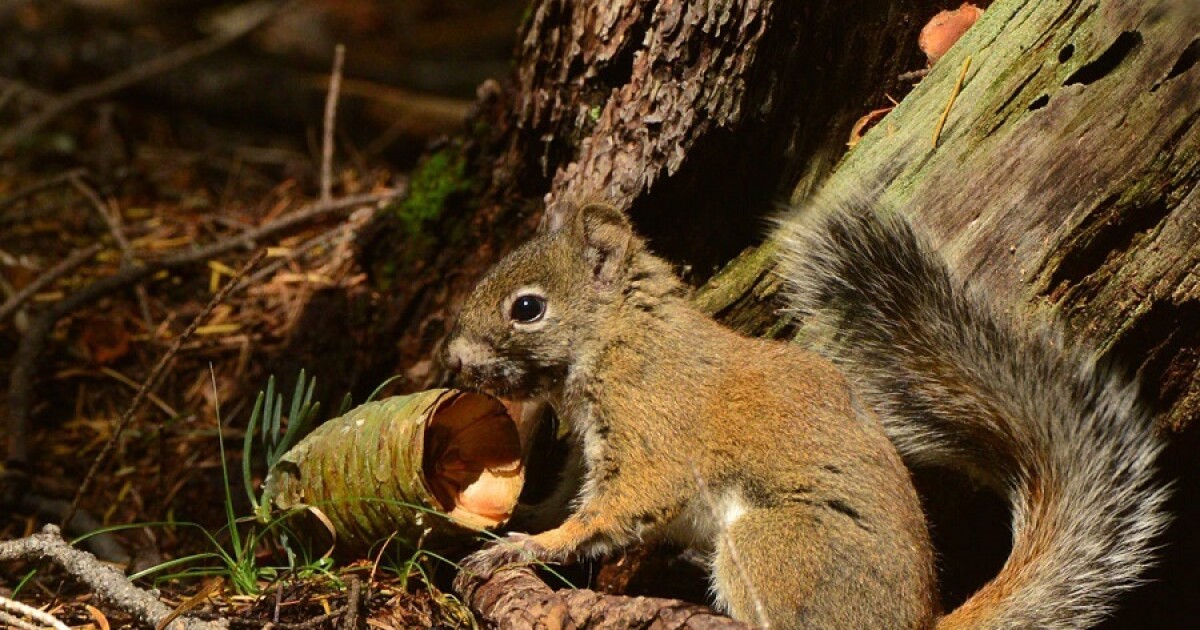 Mount Graham Red Squirrel Population Surges in Recent Surveys Mount Graham Red Squirrel Population Surges in Recent Surveys
