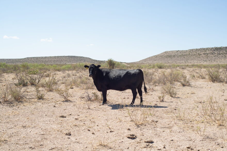 A black cow stands in a sandy, sparsely vegetated pasture in west Texas.