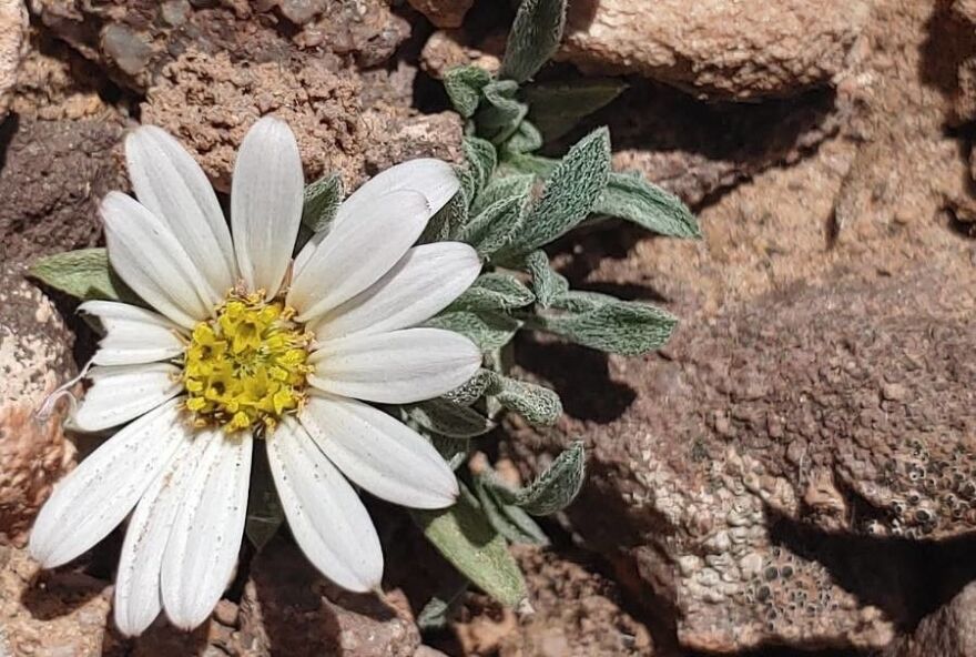 Townsendia Hookeria (Easter Daisy)