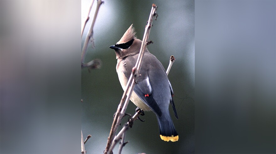 Cedar waxwing