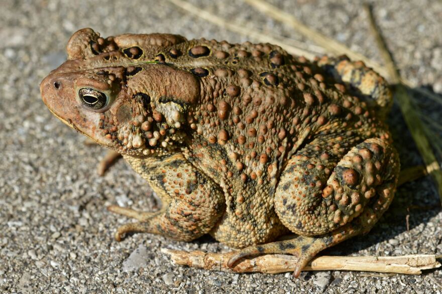 An eastern American toad.