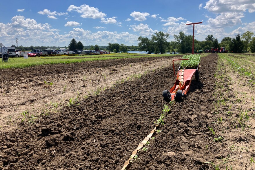 A line of seedlings stretch out from a paper chain in a field.