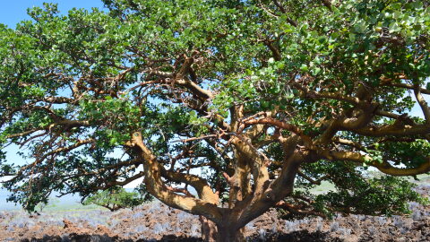 A wiliwili tree in Waikoloa's dry forest was recognized in 2014 as the largest wiliwili in the country.