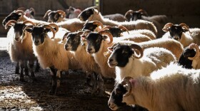A general view as Angus MacFadyen and his sons Colin and Allan work with their sheep on Bragleenmore farm in Scammadale Glen on Feb. 20, 2018 in Oband, Scotland. Sheep farmers are concerned about the future of a post-Brexit trade as they fear the U.K. market will become filled with lower-price produce. Hill farmers across Scotland have had a difficult time economically for generations and are praying not to be among the casualties of Brexit. (Jeff J. Mitchell/Getty Images)