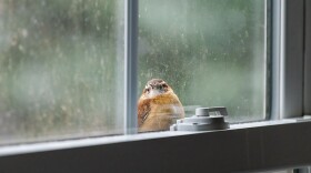 A Carolina wren perches outside on a window.