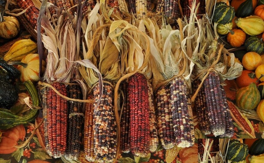 Indian Corn