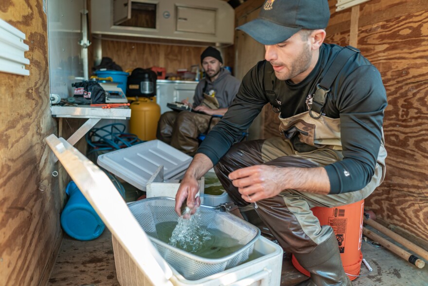 Clint Soulier measures walleye fingerlings. This year, the reared fish averaged almost eight inches in length.