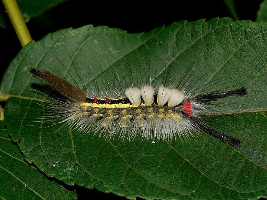A white marked tussock moth caterpillar.