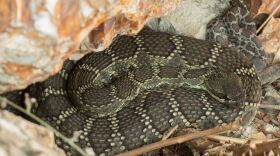 A rattlesnake sits coiled among some brush and rocks.