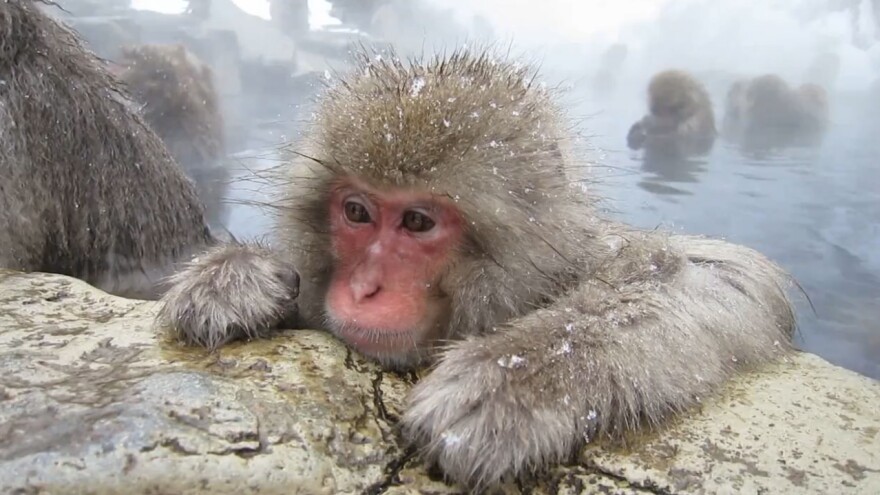 When snow monkeys get cold, their goose bumps fluff up their hair, trapping an insulating layer of air.