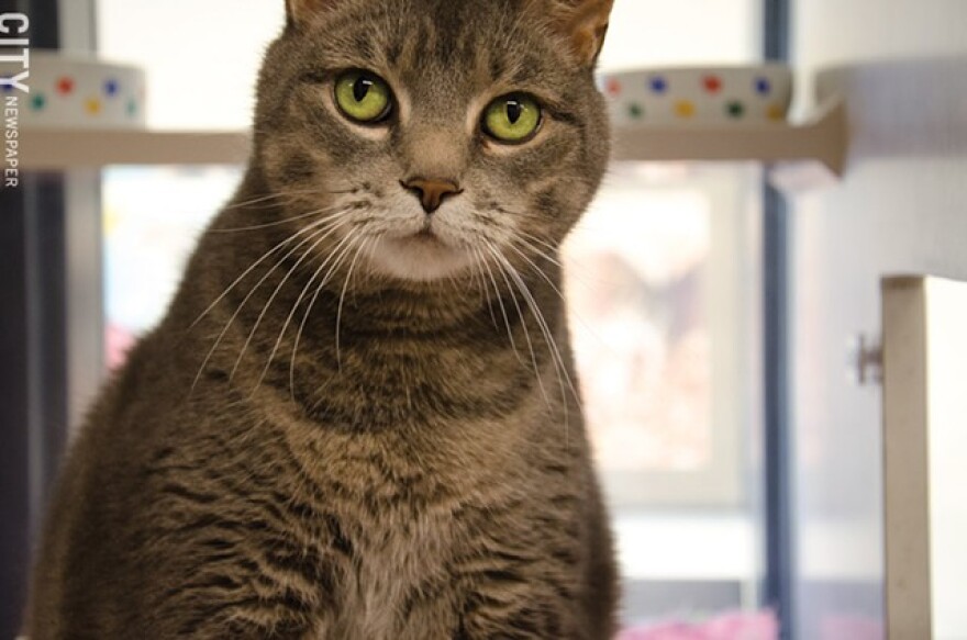 Lollypop Farm is an animal sanctuary run by the Humane Society of Rochester.