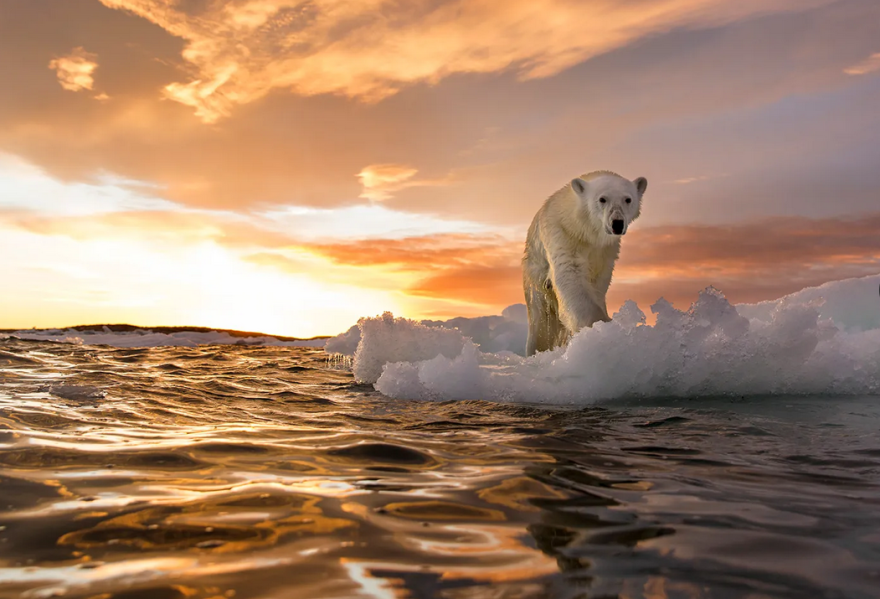 A polar walks along the an ice floe near Admiralty Inlet, in the Canadian far north, where author Neil Shea said he saw "narwhals, beluga whales. bowheads, polar bears -- everything that comes to the edge of the ice in the springtime."