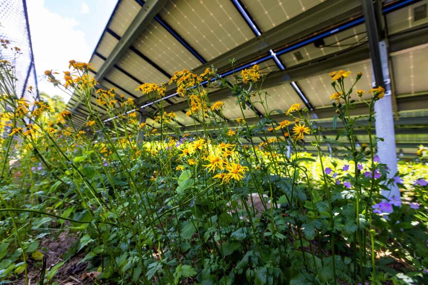 Wildflowers growing beneath the solar arrays in the pollinator garden at the Weld Research Building of the Arnold Arboretum. (Jesse Costa/WBUR)