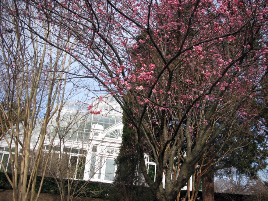 The Japanese apricot are in full bloom.