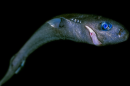 Pygmy Shark, the world’s second smallest shark species.