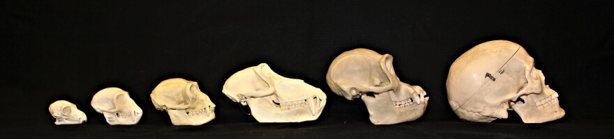 From left to right: lemur, vervet monkey, gibbon, baboon, chimpanzee, human (excluded in this study).