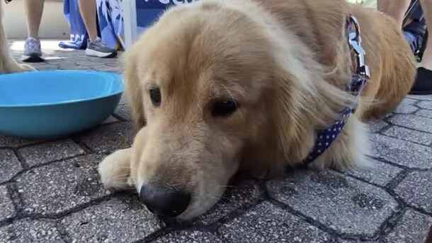 Fireworks and other loud festivities can create significant stress and anxiety and trigger a flight response in pets, especially dogs and cats.